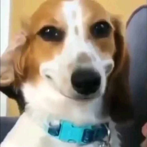 Funny Dog Animated Sticker
